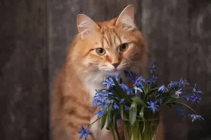 Cat Grooming Secrets