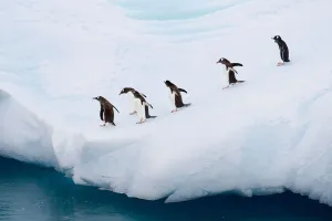 Penguin Wonders