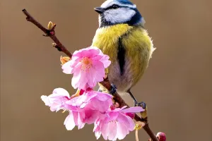 Birds and Their Diets