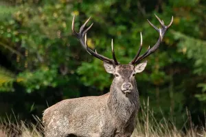 Why Moose Antlers Are So Big