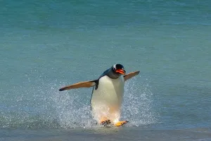 Kehidupan Penguin Gentoo