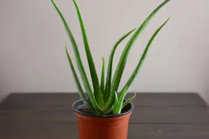 Aloe Vera Mucizesi