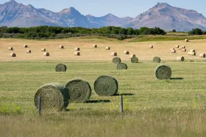 Waterton: Doğanın Kalbi