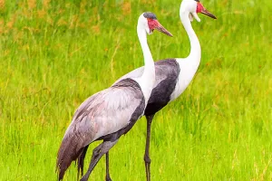 Keajaiban Burung Bangau