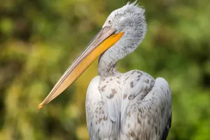Burung Pelikan Putih Besar