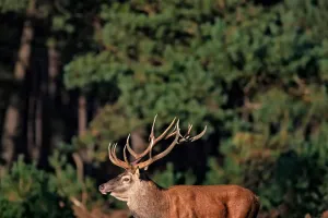 Keindahahn Rusa Merah