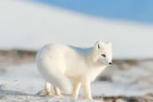 Kecerdasan Rubah Arktik