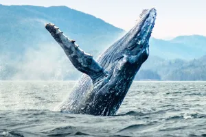 O segredo anticâncer animal