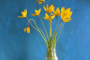 Весенний уход за тюльпанами