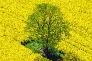 Bí mật sau cánh đồng vàng