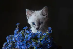 Giải mã ngôn ngữ của mèo