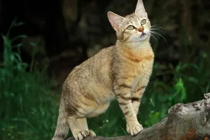 Tổ tiên hoang dã của mèo