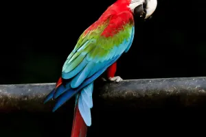 Farbenpracht der Aras