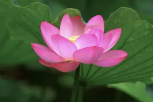 Lotus richtig wählen