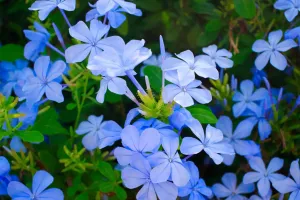 Синяя звезда сада