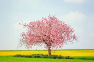 Kiraz Çiçeğinin Büyüsü