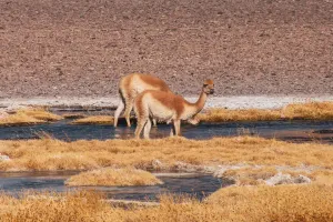 Lạc Đà Không Bướu Thú Vị