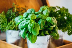 O segredo do manjericão