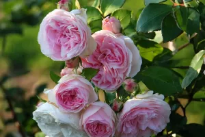 Flores lindas por mais tempo