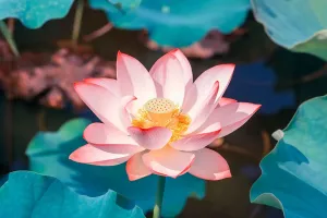 Ý nghĩa của hoa sen hồng