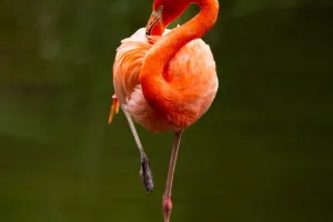 Cuộc Sống Của Chim Hồng Hạc