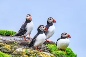 Chim Hải Âu Mào Đỏ Sặc Sỡ