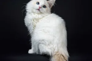 Keeping Indoor Cats Active