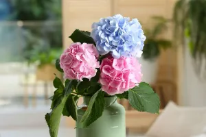 Cuidados com hortênsias