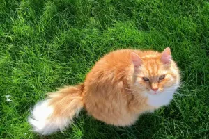 Mente animal importa