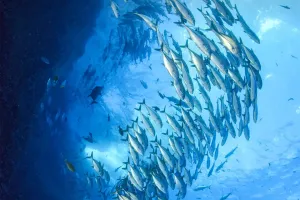 O segredo dos cardumes