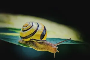 Snail Secrets Uncovered