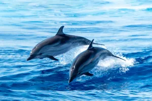 Saltos ao pôr do sol