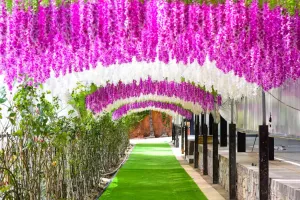 Cultivo de Glicínia