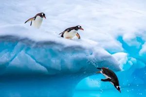 Kehidupan Penguin Papua