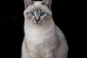 Cara Memandikan Kucing