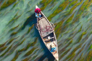İklim Değişikliği ve Yosun