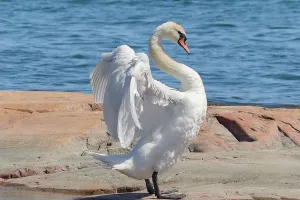 Surprising Swan Facts