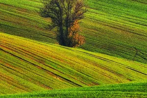 Wandering Moravian Fields