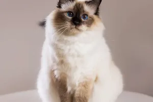 What Cats Really Love to Eat