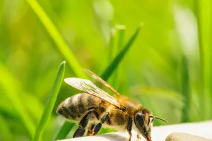 Abelhas entendem zero!