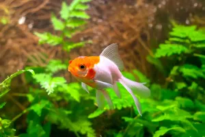 Água limpa, peixes felizes