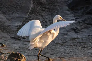 Bí mật sau vẻ đẹp chim cò