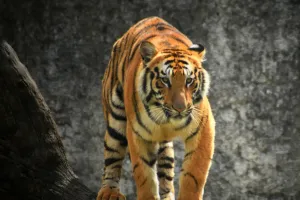 Majestic Jungle King