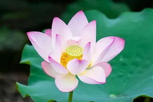 Vòng Đời Của Hoa Sen