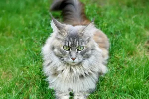 Vì Sao Mèo Ngủ Vẫn Rừ?