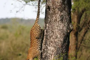 Panthera Pardus