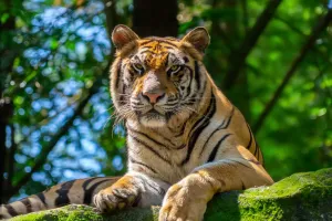 Kehebatan Gigi Harimau