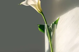 Rahasia Foto Minimalis