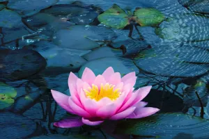 Keindahan Bunga Teratai