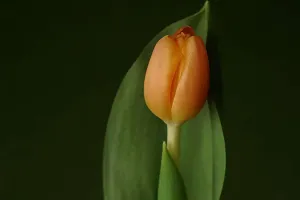 Rahasia Keindahan Tulip